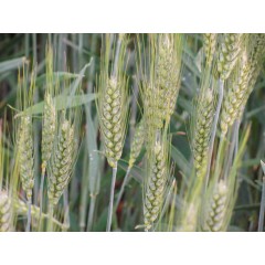 Пшениця озима Мідас 1 репродукція