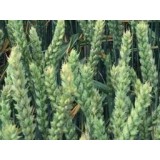 Пшениця озима Понтікус 1 репродукція