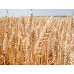 Пшениця озима Балатон 1 репродукція