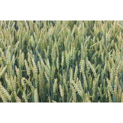Пшениця озима Юлія 1 репродукція