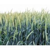 Пшениця озима Турандот 1 репродукція
