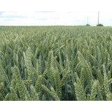 Пшениця озима Ортегус 1 репродукція