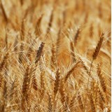 Пшениця озима Лукуллус 1 репродукція