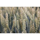Пшениця озима Богемія 1 репродукція