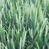 Пшениця озима Еміл 1 репродукція