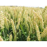 Пшениця озима Роланд 1 репродукція