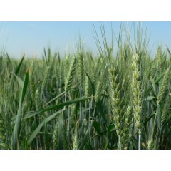 Пшениця озима Галліо 1 репродукція