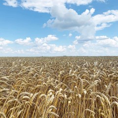 Пшениця озима Балітус 2 репродукція