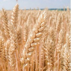 Пшениця озима Фабіус 1 репродукція