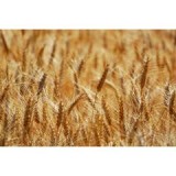 Пшениця озима Ротакс 1 репродукція