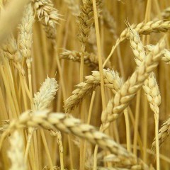 Пшениця озима Адессо БН ЕЛІТА