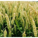 Пшениця озима Фаунус 1 репродукція